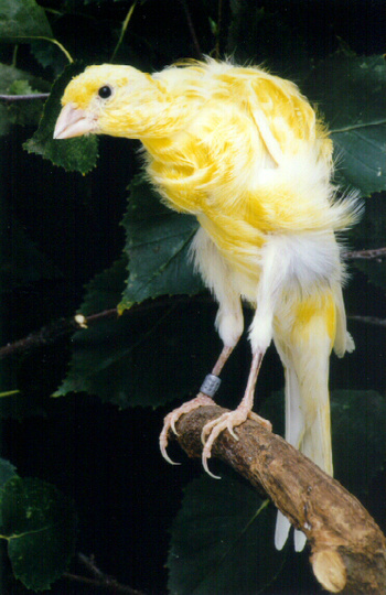 Zuid Hollandse frisé